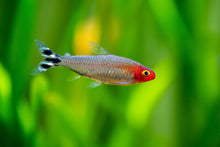 Load image into Gallery viewer, Rummy Nose Tetra - Hemigrammus Rhodostomus
