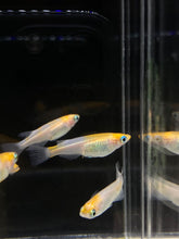 Load image into Gallery viewer, Medaka Rice Fish - Tancho - 1 PCS
