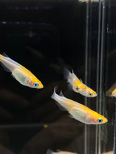 Load image into Gallery viewer, Medaka Rice Fish - Tancho - 1 PCS
