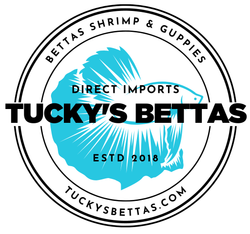 Tucky's Bettas