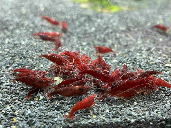 Bloody Mary Shrimp - 10 Pack + FREE SHIPPING