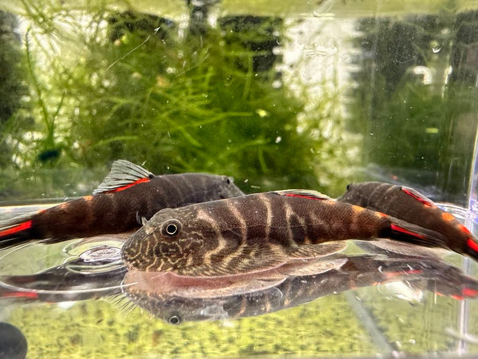 Bloody Mary Hillstream Loach - 1 FISH