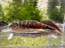 Load image into Gallery viewer, Bloody Mary Hillstream Loach - 1 FISH
