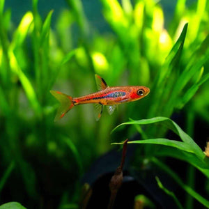 Chili Rasbora - Boraras Brigittae