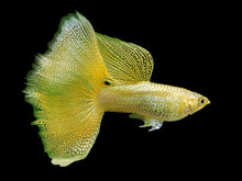 Load image into Gallery viewer, 1 Trio Gold Lace Guppies - 1 Male 2 Female
