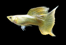 Load image into Gallery viewer, 1 Trio Gold Lace Guppies - 1 Male 2 Female
