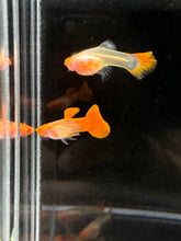 Load image into Gallery viewer, 1 Trio See Through Albino Red Koi Guppies - 1 Male 2 Female
