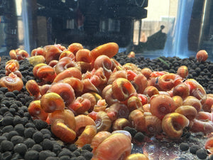 Orange Ramshorn Snail - 5 Snails