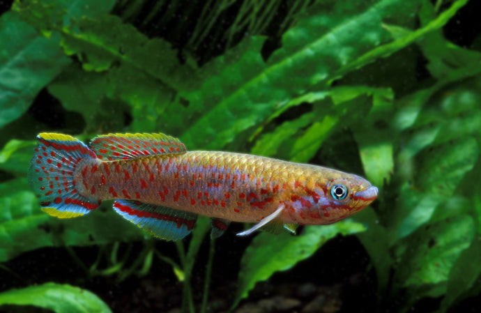 Blue Lyretail Killifish - BREEDING PAIR - 1 MALE & 1 FEMALE