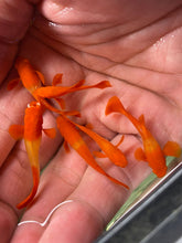 Load image into Gallery viewer, 1 Pair Albino Koi Red Ear Guppies - 1 Male 1 Female
