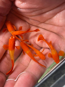 1 Pair Albino Koi Red Ear Guppies - 1 Male 1 Female