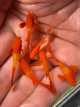 Load image into Gallery viewer, 1 Pair Albino Koi Red Ear Guppies - 1 Male 1 Female
