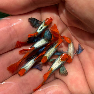 1 Pair Koi Dumbo Red Tail Guppies - 1 Male 1 Female