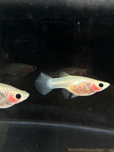 Load image into Gallery viewer, Trio Pinku Guppies - 1 Male 2 Female
