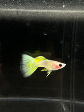 Load image into Gallery viewer, Trio Pinku Guppies - 1 Male 2 Female
