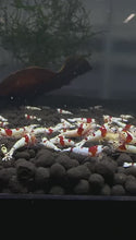 Load and play video in Gallery viewer, PRL Pure Red Line Shrimp - 10 Pack +2 FREE SHIPPING
