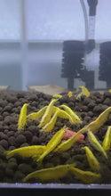 Load and play video in Gallery viewer, Yellow Goldenback Shrimp - 10 Pack +2 FREE SHIPPING
