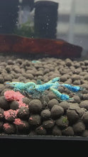 Load and play video in Gallery viewer, Blue Bolt Shrimp - 10 Pack +2 FREE SHIPPING
