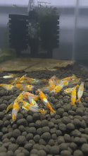Load and play video in Gallery viewer, Orange Rili Shrimp - 10 Pack + 2 FREE SHIPPING
