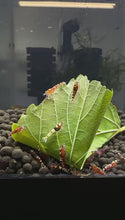 Load and play video in Gallery viewer, Red Pinto Shrimp - 10 Pack +2 FREE SHIPPING
