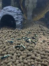 Load image into Gallery viewer, Black Pinto Shrimp - 10 Pack +2 FREE SHIPPING
