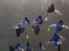 1 Trio Galaxy Blue Tail Guppies - 1 Male 2 Female
