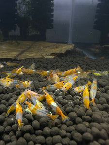 Orange Rili Shrimp - 5 Pack