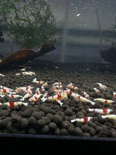 Load image into Gallery viewer, PRL Pure Red Line Shrimp - 10 Pack +2 FREE SHIPPING
