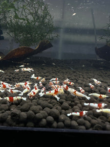 PRL Pure Red Line Shrimp - 10 Pack +2 FREE SHIPPING