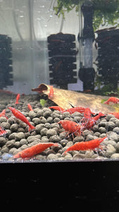 Red Fire Shrimp - 10 Pack + 2 FREE SHIPPING