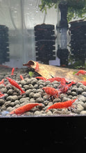Load image into Gallery viewer, Red Fire Shrimp - 5 Pack
