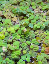 Load image into Gallery viewer, Red Root Floaters 30+ Leaves - Floating Plants
