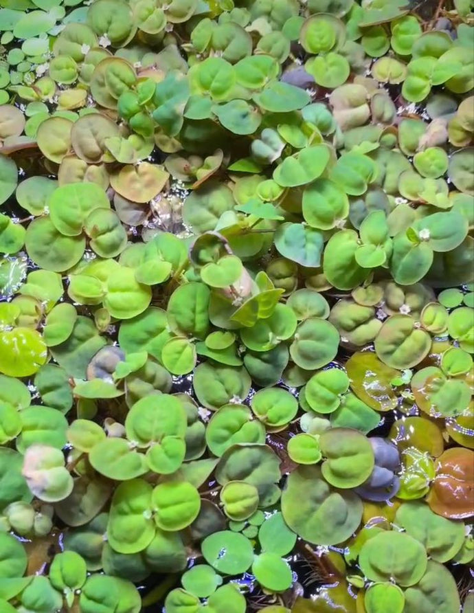 Red Root Floaters 30+ Leaves - Floating Plants