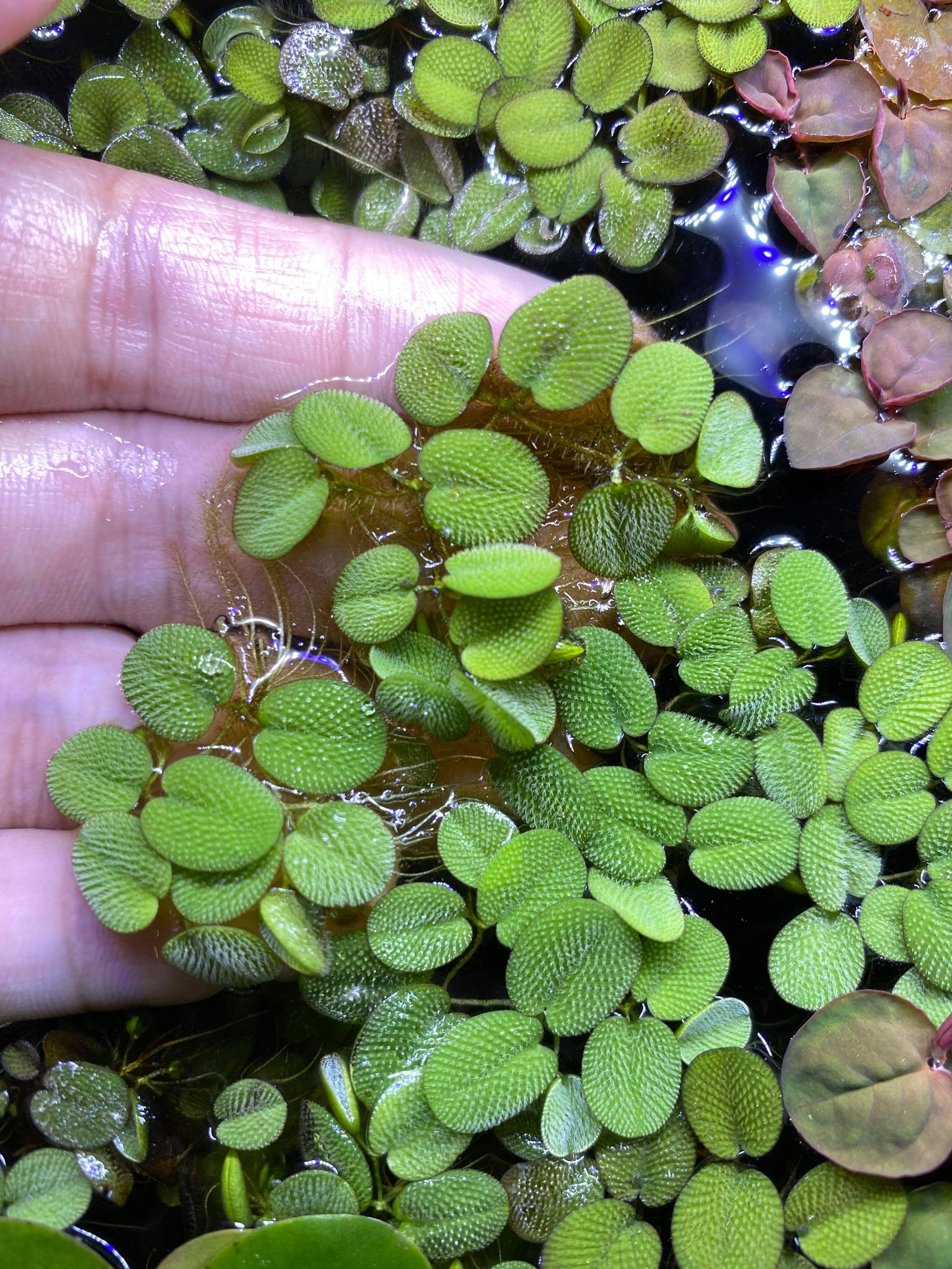 Salvinia Minima / Water Spangles 20+ Leaves - Floating Plants – Tucky's ...