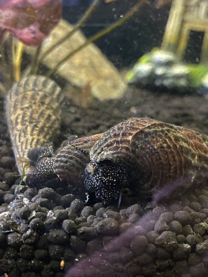 Rabbit Snail - White Spotted