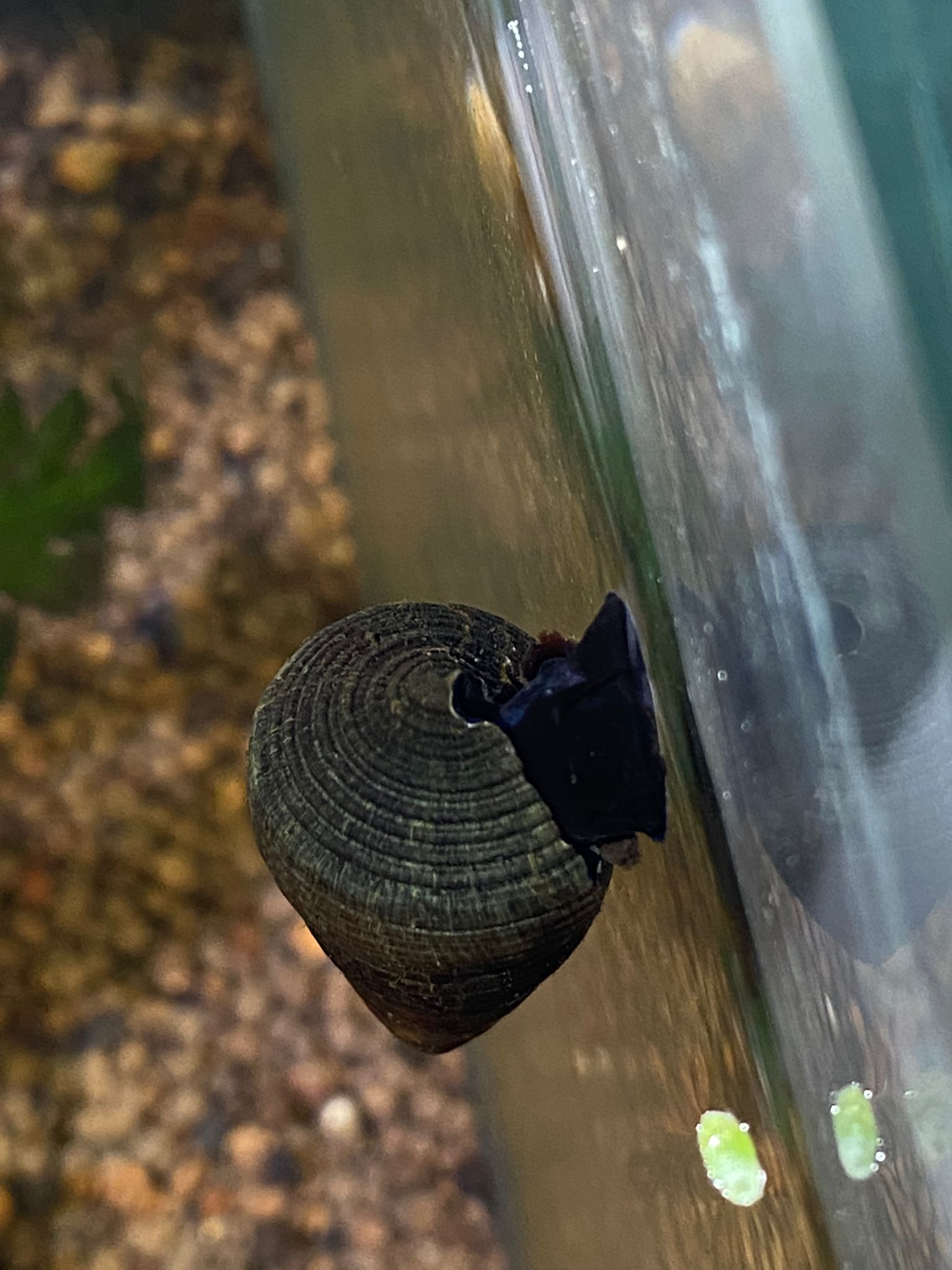 Rabbit Snail - Black – Tucky's Bettas
