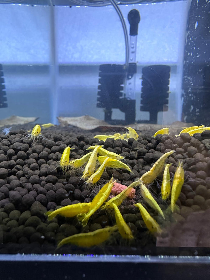 Yellow Goldenback Shrimp - 10 Pack +2 FREE SHIPPING