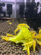 Load image into Gallery viewer, Yellow Goldenback Shrimp - 5 Pack
