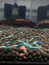 Load image into Gallery viewer, Blue Bolt Shrimp - 5 Pack
