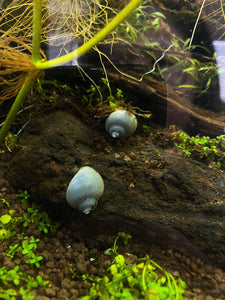 Gray/Blue Snail