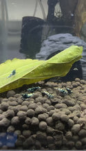 Load and play video in Gallery viewer, Black Pinto Shrimp - 10 Pack +2 FREE SHIPPING
