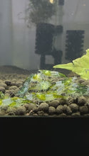 Load and play video in Gallery viewer, Green Rili Shrimp - 5 Pack
