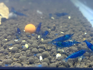 Blue Dream Shrimp - 5 Pack