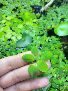 Dwarf Water Lettuce 20+ Leaves - Floating Plants